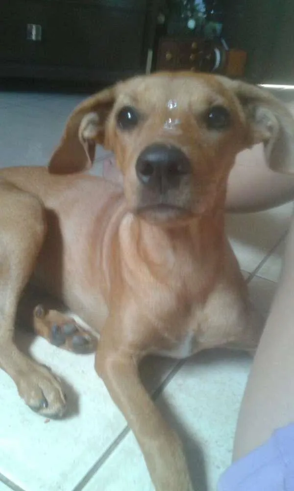 Cachorro ra a vira lata idade 7 a 11 meses nome cindy