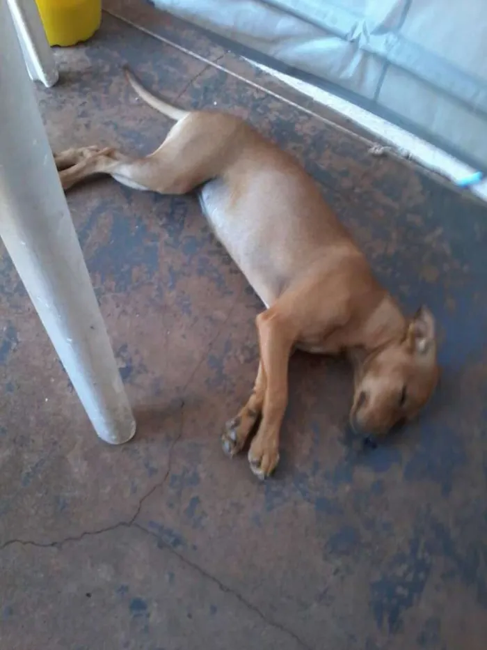 Cachorro ra a vira lata idade 7 a 11 meses nome cindy