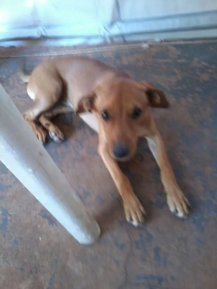 Cachorro ra a vira lata idade 7 a 11 meses nome cindy