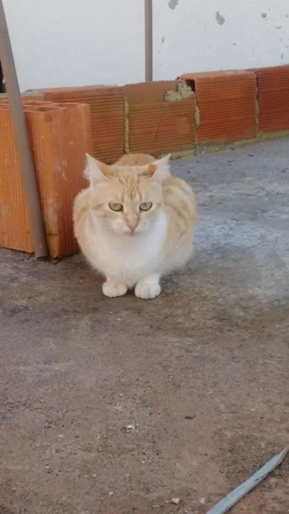 Gato raça SRD idade 2 anos nome Amarelinha
