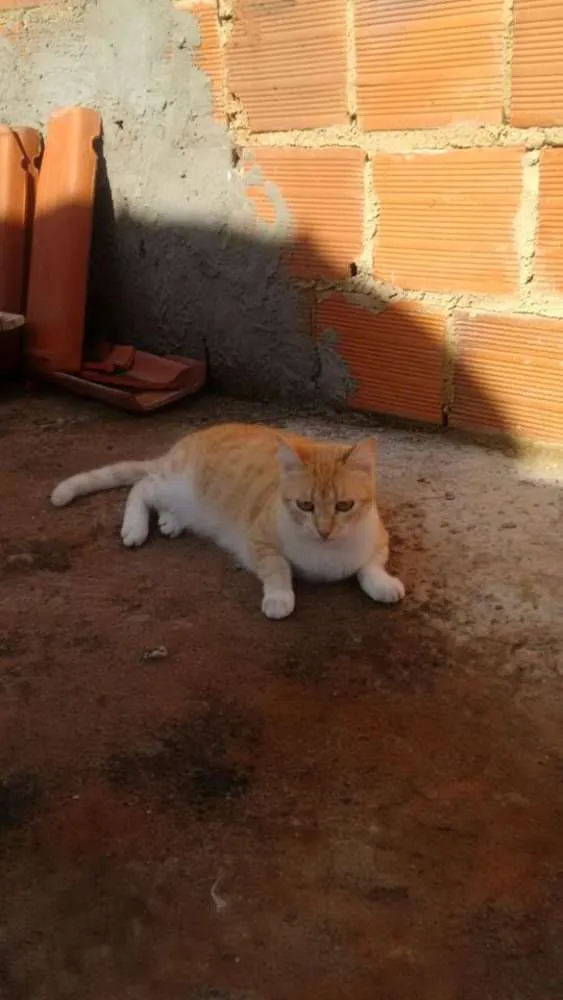 Gato raça SRD idade 2 anos nome Amarelinha