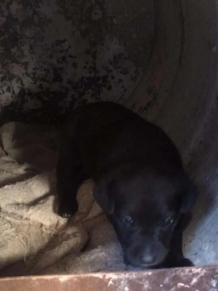 Cachorro raça SRD idade Abaixo de 2 meses nome Não tem nome