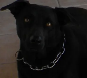 Cachorro raça Labrador mistura viralata idade 4 anos nome Raul