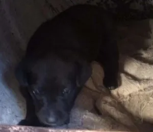 Cachorro raça SRD idade Abaixo de 2 meses nome Não tem nome