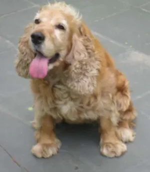 Cachorro raça Cocker idade 7 a 11 meses nome Flora