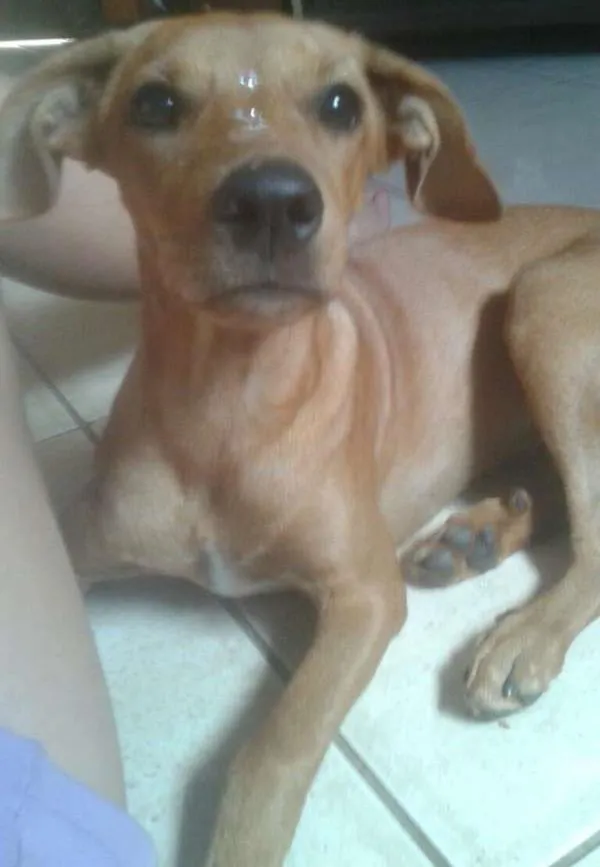 Cachorro ra a vira lata idade 7 a 11 meses nome cindy