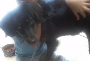 Cachorro raça Vira-lata/Basse idade 7 a 11 meses nome Barbie 