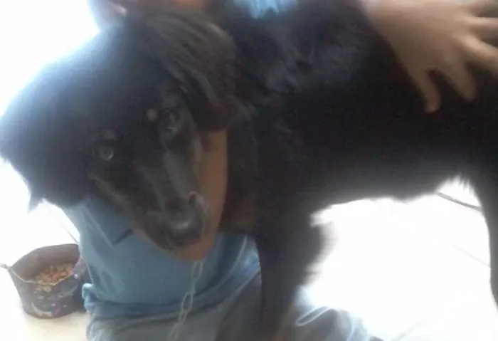 Cachorro ra a Vira-lata/Basse idade 7 a 11 meses nome Barbie 