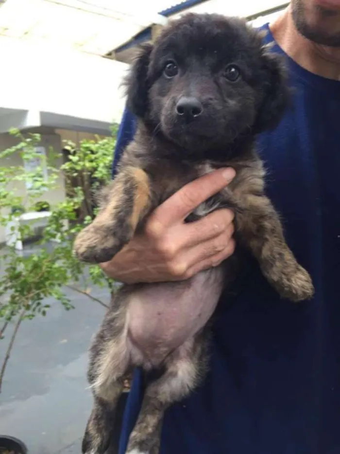 Cachorro ra a SRD idade 2 a 6 meses nome Luna
