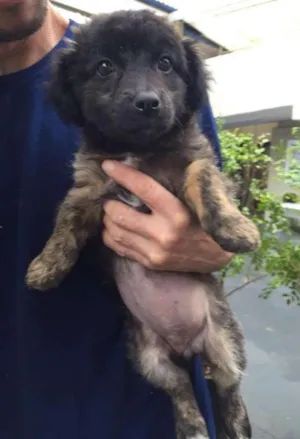 Cachorro raça SRD idade 2 a 6 meses nome Luna
