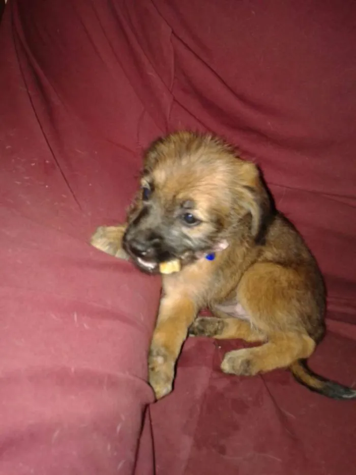 Cachorro ra a SRD idade Abaixo de 2 meses nome Estopinha