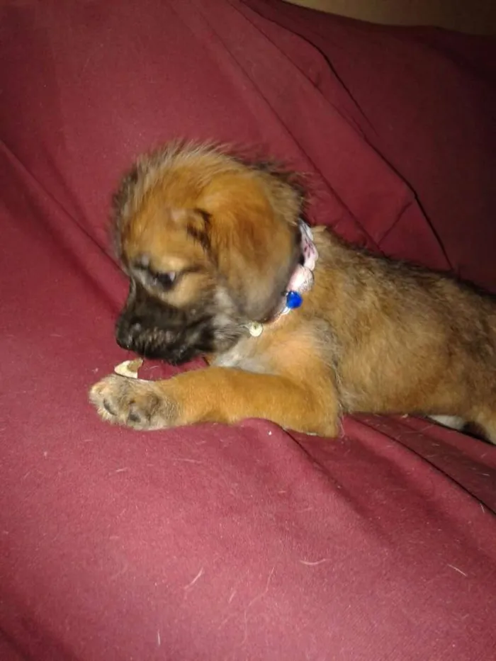Cachorro ra a SRD idade Abaixo de 2 meses nome Estopinha