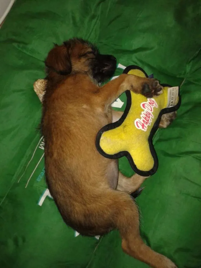 Cachorro ra a SRD idade Abaixo de 2 meses nome Estopinha