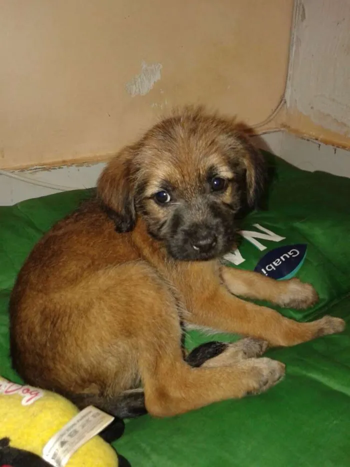 Cachorro ra a SRD idade Abaixo de 2 meses nome Estopinha