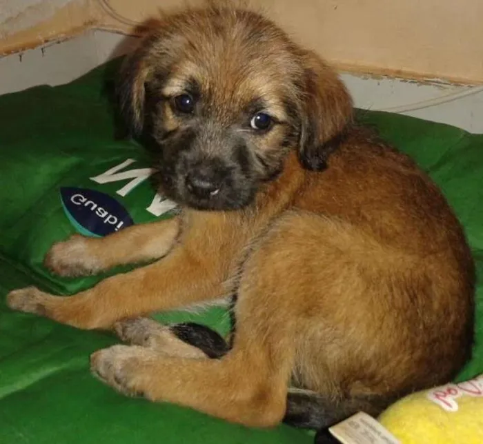 Cachorro ra a SRD idade Abaixo de 2 meses nome Estopinha