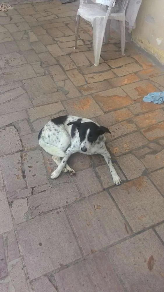 Cachorro raça Vira lata idade 6 ou mais anos nome Rebeca e Lupi