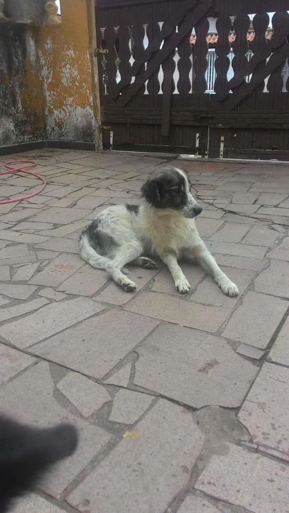 Cachorro raça Vira lata idade 6 ou mais anos nome Rebeca e Lupi