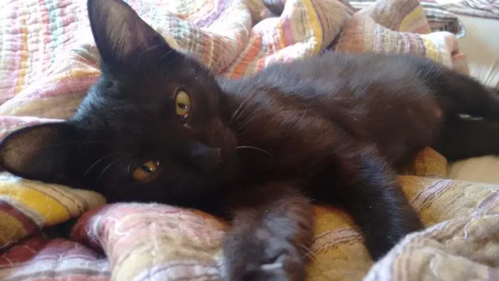 Gato ra a  idade 2 a 6 meses nome Mia