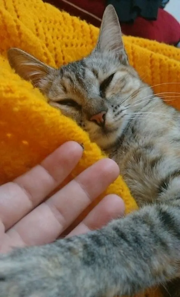 Gato ra a  idade 2 a 6 meses nome Frida