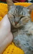 Frida