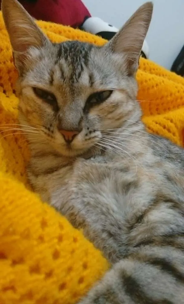 Gato ra a  idade 2 a 6 meses nome Frida