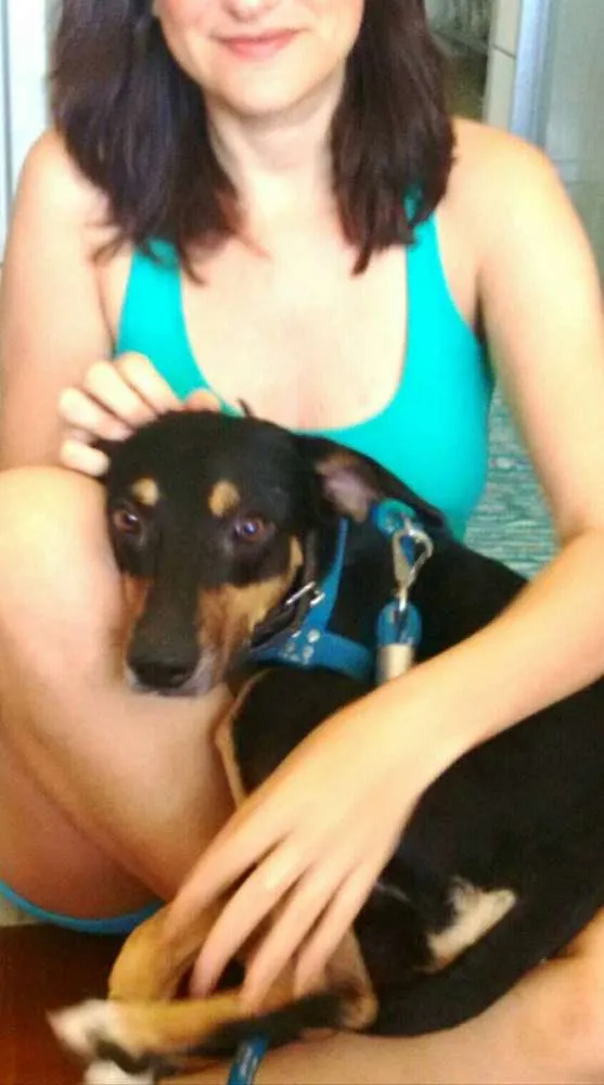 Cachorro raça Vira Lata idade 7 a 11 meses nome Rodolfo