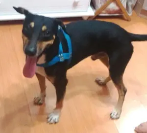 Cachorro raça Vira Lata idade 7 a 11 meses nome Rodolfo