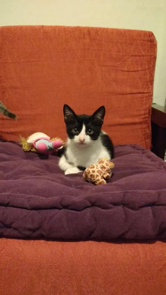 Gato ra a SRD idade 2 a 6 meses nome nao tem