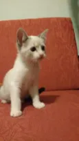 nao tem