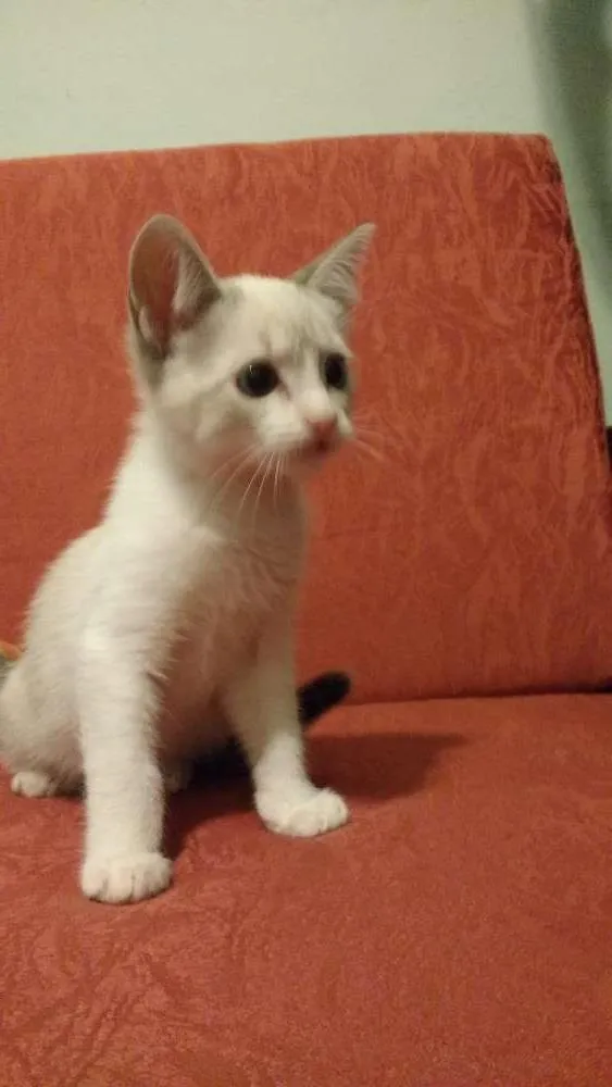 Gato ra a SRD idade 2 a 6 meses nome nao tem