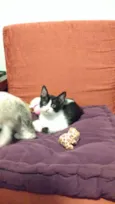 nao tem