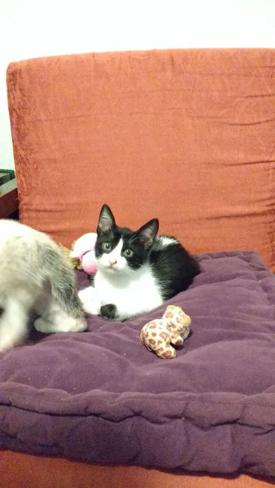 Gato ra a SRD idade 2 a 6 meses nome nao tem