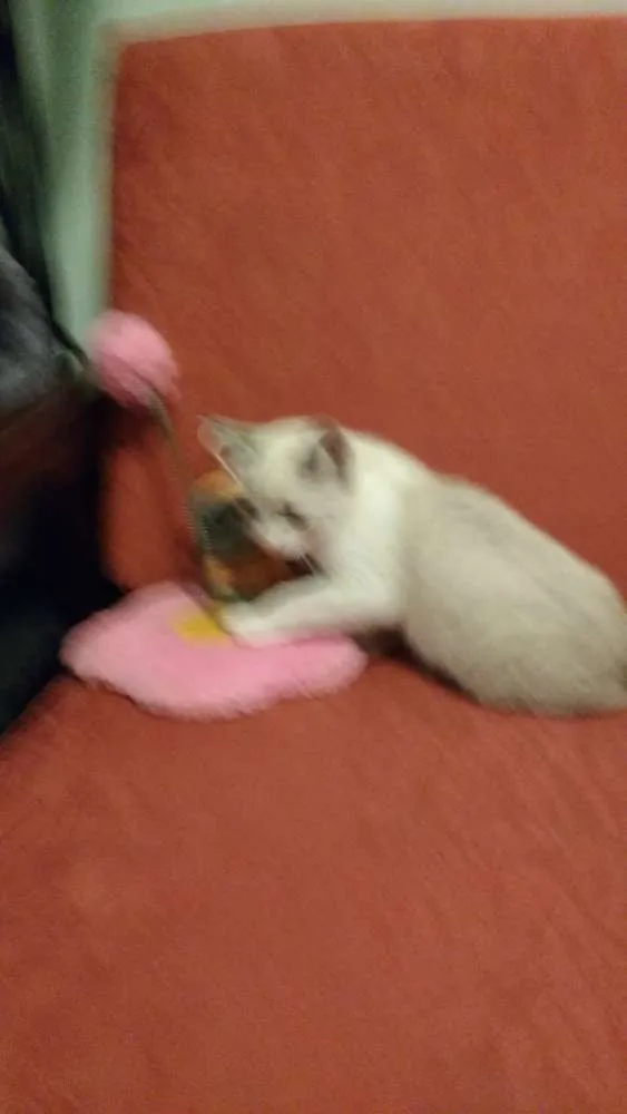 Gato ra a SRD idade 2 a 6 meses nome nao tem