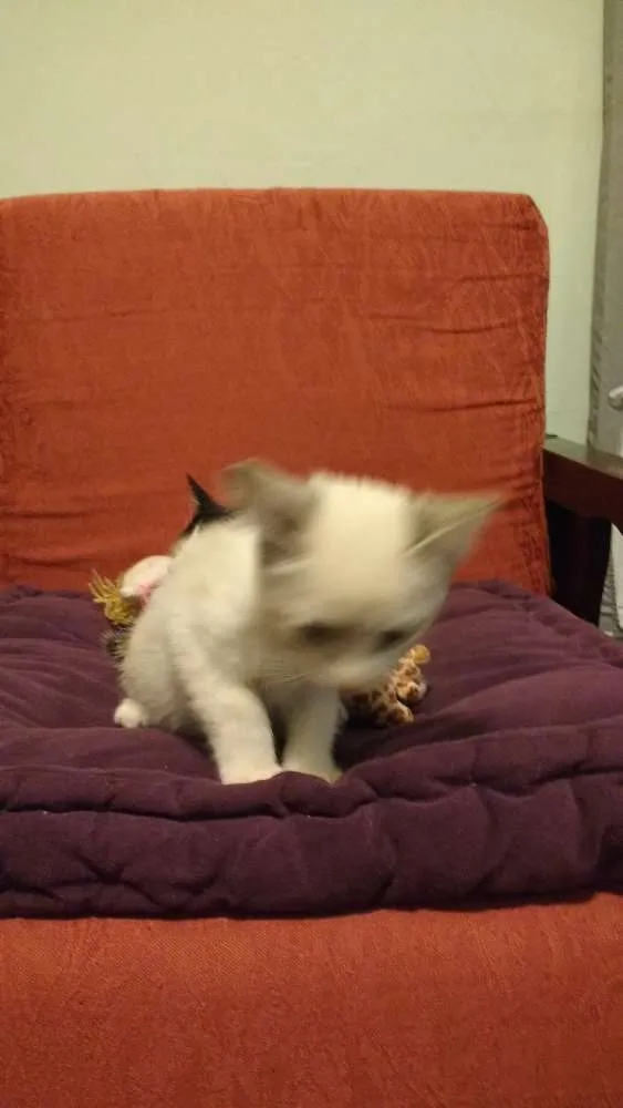 Gato ra a SRD idade 2 a 6 meses nome nao tem