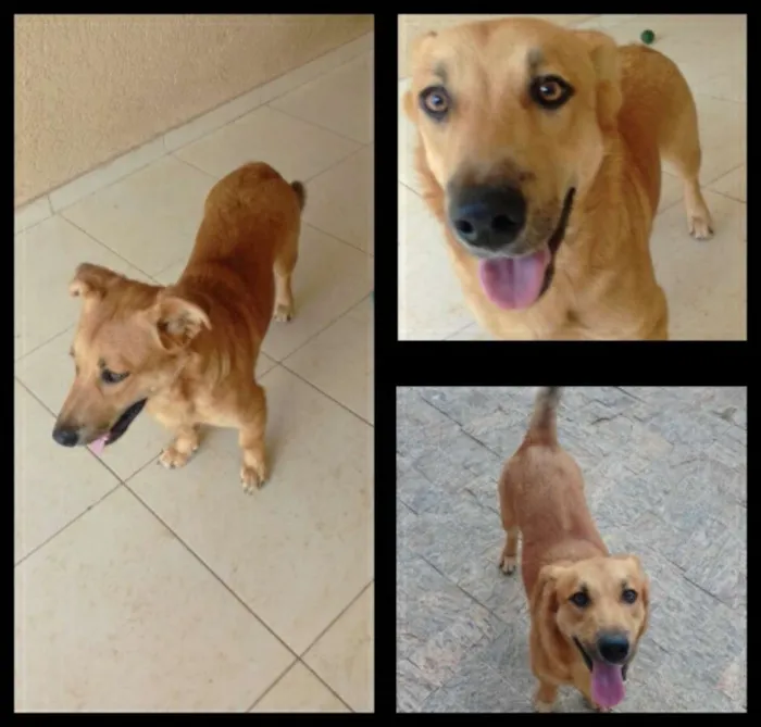 Cachorro ra a SRD idade 7 a 11 meses nome Max