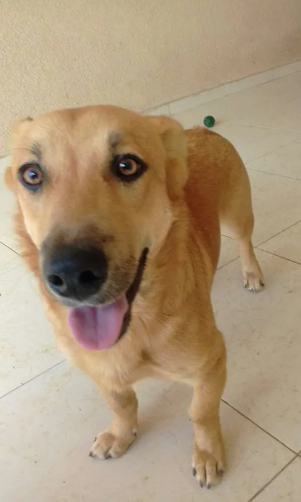 Cachorro ra a SRD idade 7 a 11 meses nome Max