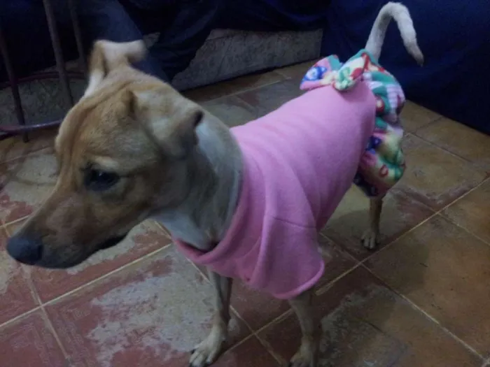 Cachorro ra a SRD idade 2 anos nome Mel