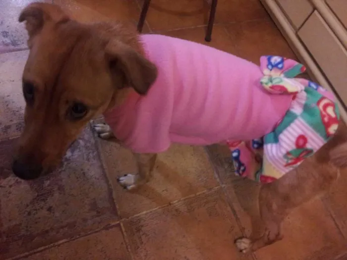 Cachorro ra a SRD idade 2 anos nome Mel