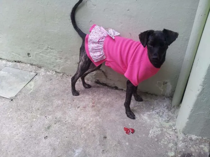 Cachorro ra a SRD idade 1 ano nome Nega