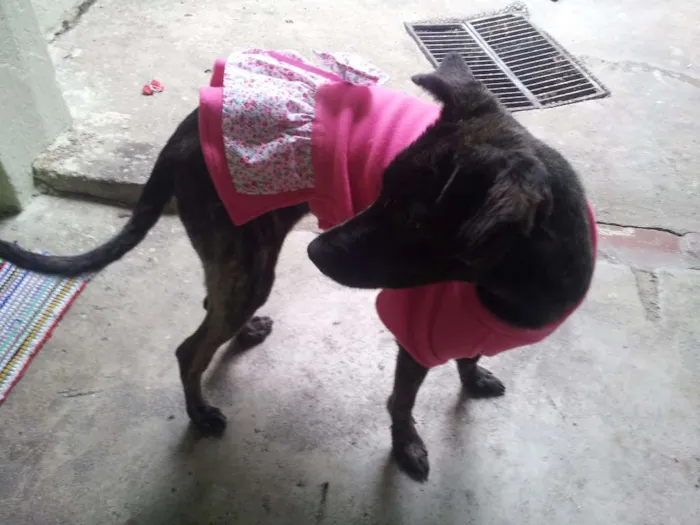 Cachorro ra a SRD idade 1 ano nome Nega
