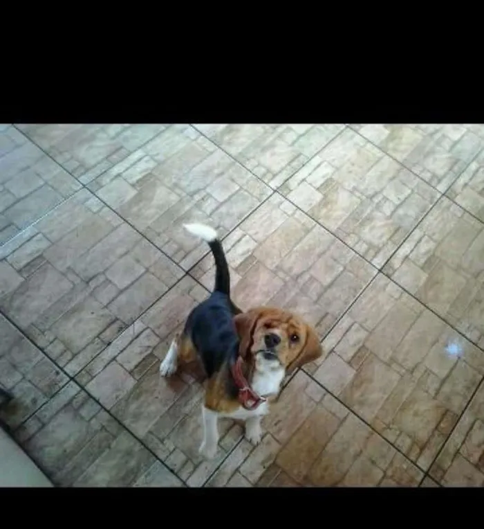 Cachorro ra a Beagle idade 3 anos nome Fred