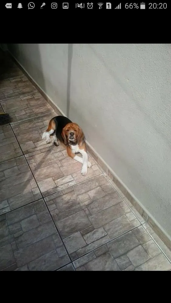 Cachorro ra a Beagle idade 3 anos nome Fred