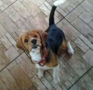 Cachorro raça Beagle idade 3 anos nome Fred