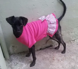 Cachorro raça SRD idade 1 ano nome Nega