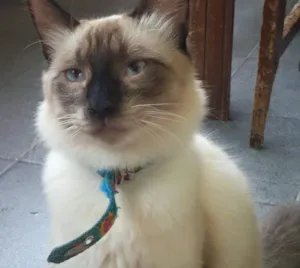 Gato raça SRD idade 1 ano nome Antonio/Eduardo