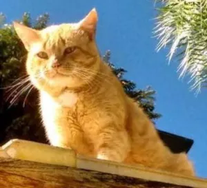 Gato raça Indefinida idade 1 ano nome Tom