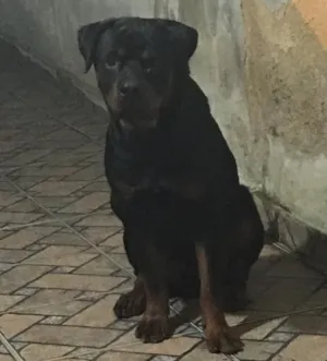 Cachorro raça Rotwailler  idade 7 a 11 meses nome Eros