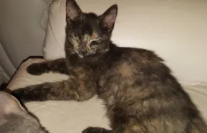 Gato raça SRD idade 2 a 6 meses nome Florzinha