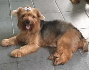 Cachorro raça Yorkshire idade  nome Margarida