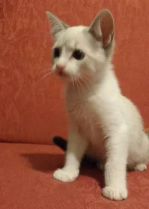 Gato raça SRD idade 2 a 6 meses nome nao tem